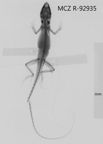 Media type: image;   Herpetology R-92935 Aspect: dorsoventral x-ray